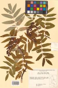 Sorbus aucuparia subsp. glabrata (Wimm. & Grab.) Hedl., Siberia, Russian Far East (S6) (Russia)