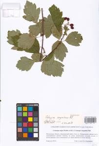 Crataegus sanguinea Pall., Eastern Europe, Moscow region (E4a) (Russia)