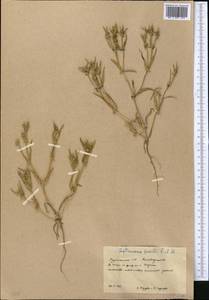 Dipterocome pusilla Fisch. & C. A. Mey., Middle Asia, Karakum (M6) (Turkmenistan)