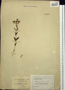 Hypericum attenuatum Fisch. ex Choisy, Siberia (no precise locality) (S0) (Russia)