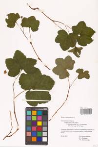 Lycopsis arvensis subsp. orientalis (L.) Kusn., Eastern Europe, Western region (E3) (Russia)