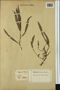 Persicaria maculosa Gray, Western Europe (EUR) (Germany)