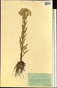Tephroseris palustris (L.) Fourr., Siberia, Western Siberia (S1) (Russia)