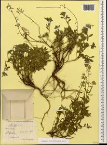 Alyssum trichostachyum Rupr., Caucasus, South Ossetia (K4b) (South Ossetia)