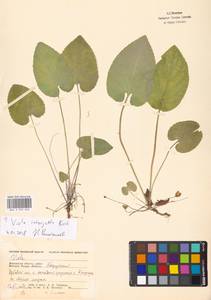 Viola ×interjecta Borbás, Eastern Europe, Moscow region (E4a) (Russia)