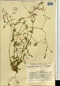 Pleioneura griffithiana (Boiss.) Rech. fil., South Asia, South Asia (Asia outside ex-Soviet states and Mongolia) (ASIA) (Afghanistan)