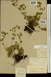 Alchemilla propinqua H. Lindb. ex Juz., Eastern Europe, Central forest region (E5) (Russia)