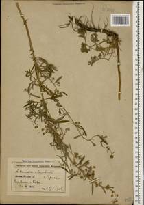 Artemisia absinthium L., Caucasus, Azerbaijan (K6) (Azerbaijan)