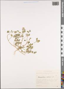 Chenopodium vulvaria L., Siberia, Altai & Sayany Mountains (S2) (Russia)