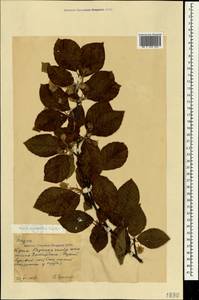 Fagus orientalis Lipsky, Crimea (KRYM) (Russia)