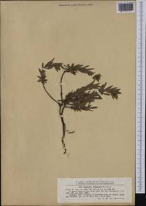 Euphorbia glareosa Pall. ex M.Bieb., Western Europe (EUR) (Romania)