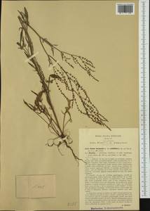 Rumex acetosella subsp. multifidus (L.) Schübl. & G. Martens, Western Europe (EUR) (Italy)