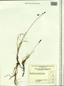 Carex rariflora (Wahlenb.) Sm., Siberia, Chukotka & Kamchatka (S7) (Russia)