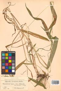 Leymus komarovii (Roshev.) J.L.Yang & C.Yen, Siberia, Russian Far East (S6) (Russia)