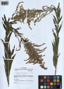 Solidago canadensis L., Siberia, Altai & Sayany Mountains (S2) (Russia)