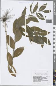 Disporum smilacinum A.Gray, Siberia, Russian Far East (S6) (Russia)