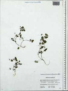 Medicago lupulina L., Siberia, Baikal & Transbaikal region (S4) (Russia)