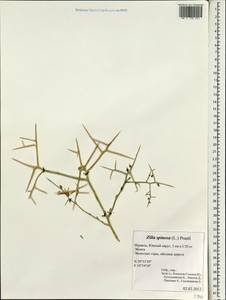 Zilla spinosa (L.) Prantl, South Asia, South Asia (Asia outside ex-Soviet states and Mongolia) (ASIA) (Israel)