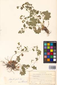 Alchemilla micans Buser, Eastern Europe, Moscow region (E4a) (Russia)