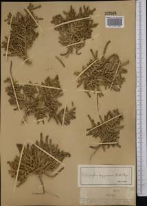Halopeplis pygmaea (Pall.) Bunge ex Ung.-Sternb., Middle Asia, Muyunkumy, Balkhash & Betpak-Dala (M9) (Kazakhstan)