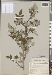 Rubus sachalinensis H.Lév., Siberia, Baikal & Transbaikal region (S4) (Russia)