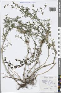 Galium mollugo L., Eastern Europe, Moscow region (E4a) (Russia)