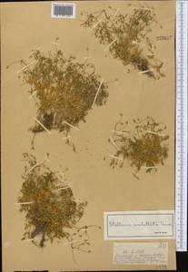 Stellaria irrigua Bunge, Middle Asia, Dzungarian Alatau & Tarbagatai (M5) (Kazakhstan)