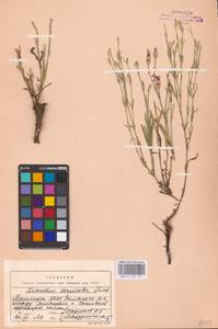 Dianthus chinensis L., Eastern Europe (no precise locality) (E0)