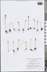 Primula borealis Duby, Siberia, Chukotka & Kamchatka (S7) (Russia)