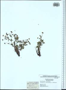 Potentilla intermedia L., Eastern Europe, Central region (E4) (Russia)