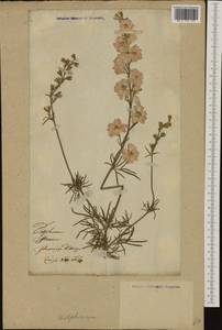 Delphinium, Eastern Europe, Lithuania (E2a) (Lithuania)