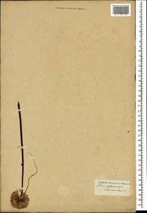 Allium saxatile M.Bieb. , nom. cons. prop., Caucasus (no precise locality) (K0)
