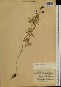 Aconitum ambiguum Rchb., Siberia, Western Siberia (S1) (Russia)