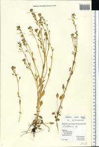 Cochlearia groenlandica L., Eastern Europe, Northern region (E1) (Russia)