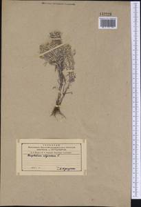 Gnaphalium uliginosum L., Siberia, Russian Far East (S6) (Russia)