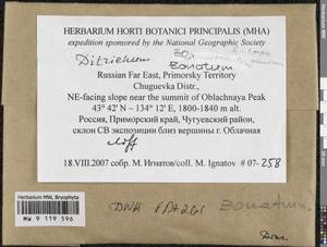 Ditrichum zonatum (Brid.) Braithw., Bryophytes, Bryophytes - Russian Far East (excl. Chukotka & Kamchatka) (B20) (Russia)