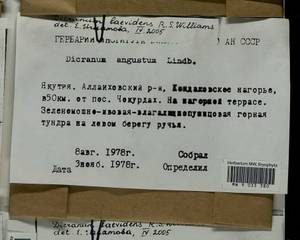 Dicranum laevidens R.S. Williams, Bryophytes, Bryophytes - Yakutia (B19) (Russia)