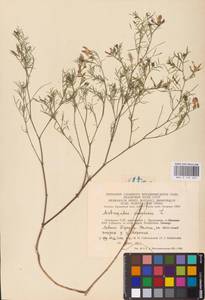 Astragalus arenarius L., Eastern Europe, Lithuania (E2a) (Lithuania)