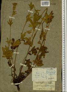 Potentilla longifolia Willd., Siberia, Western Siberia (S1) (Russia)
