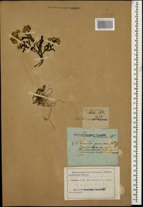Senecio vernalis Waldst. & Kit., Caucasus (no precise locality) (K0)