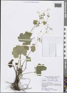 Alchemilla cheirochlora Juz., Eastern Europe, Middle Volga region (E8) (Russia)