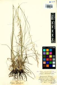 Achnatherum sibiricum (L.) Keng ex Tzvelev, Siberia, Baikal & Transbaikal region (S4) (Russia)