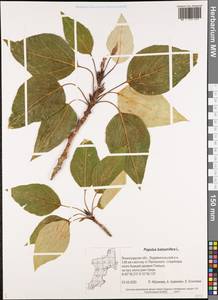 Populus balsamifera, Eastern Europe, North-Western region (E2) (Russia)