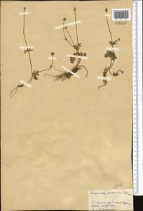 Ranunculus songoricus Schrenk, Middle Asia, Pamir & Pamiro-Alai (M2) (Tajikistan)