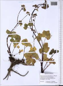 Ligusticum scoticum L., Siberia, Chukotka & Kamchatka (S7) (Russia)