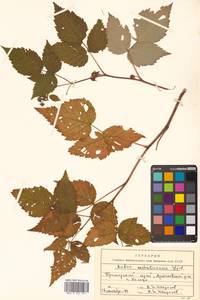 Rubus idaeus subsp. melanolasius Focke, Siberia, Russian Far East (S6) (Russia)