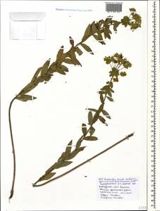 Euphorbia lucida Waldst. & Kit., Caucasus, Black Sea Shore (from Novorossiysk to Adler) (K3) (Russia)