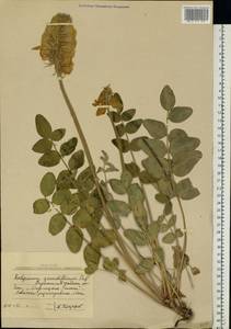 Hedysarum grandiflorum Pall., Eastern Europe, North Ukrainian region (E11) (Ukraine)