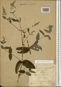 Mentha longifolia (L.) L., Caucasus, Georgia (K4) (Georgia)