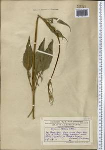 Dipsacus azureus Schrenk, Middle Asia, Western Tian Shan & Karatau (M3) (Kazakhstan)